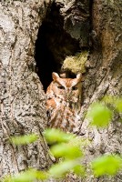 Eastern Screech-Owl (Otus asio)